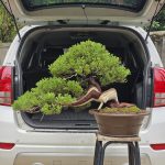 บอนไซ ID992 : Juniper