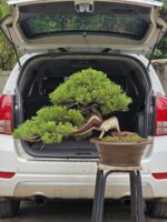 บอนไซ ID992 : Juniper