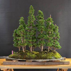 บอนไซ ID991 : Tsuyama Hinoki - forest syle