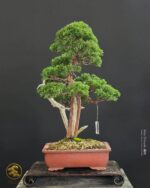 บอนไซ ID988: Kishu Shimpaku