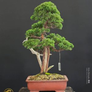 บอนไซ ID988: Kishu Shimpaku