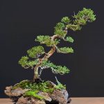 บอนไซ ID990 : Itoigawa-shimpaku