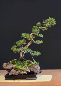 บอนไซ ID990 : Itoigawa-shimpaku