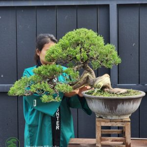 บอนไซ ID992 : Juniper