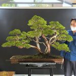 บอนไซ ID993 : Itoigawa-shimpaku (Top Quality)