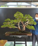 บอนไซ ID993 : Itoigawa-shimpaku (Top Quality)