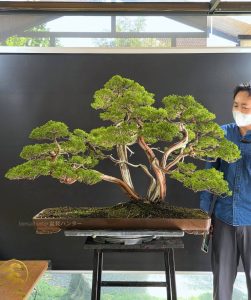 บอนไซ ID993 : Itoigawa-shimpaku (Top Quality)