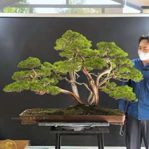 บอนไซ ID993 : Itoigawa-shimpaku (Top Quality)