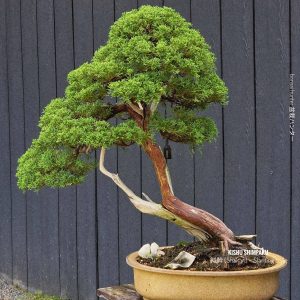 บอนไซ ID986: Kishu Shimpaku​ - Slanted style (hcm)