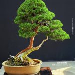 บอนไซ ID986: Kishu Shimpaku​ - Slanted style (hcm)