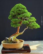 บอนไซ ID986: Kishu Shimpaku​ - Slanted style (hcm)