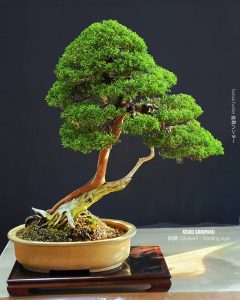 บอนไซ ID986: Kishu Shimpaku​ - Slanted style (hcm)