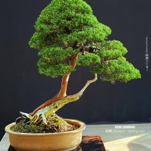 บอนไซ ID986: Kishu Shimpaku​ - Slanted style (hcm)