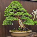 บอนไซ ID996 : Kishu-shimpaku Informal upright