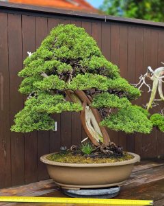 บอนไซ ID996 : Kishu-shimpaku Informal upright