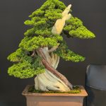 บอนไซ ID1000: Itoigawa : Informal upright style