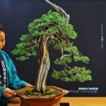 บอนไซ ID1006 : Shimpaku (yamadori) informal upright style