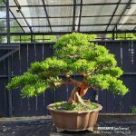 บอนไซ ID1007 :  Podocarpus (สนใบพาย)