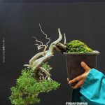 บอนไซ ID1008: Itoigawa semi cascade style