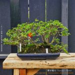 บอนไซ ID1009: Yoseue Forest Chojubai Red Flower