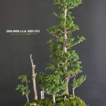 บอนไซ ID1010: Hinoki Forest Style