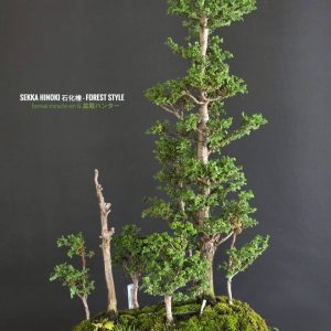 บอนไซ ID1010: Hinoki Forest Style