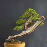 บอนไซ ID1011: Itoigawa semi cascade style