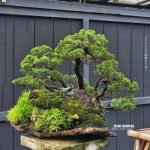 บอนไซ ID1012: Itoigawa Forest style