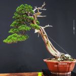 บอนไซ ID1013: Shimpaku Itoigawa