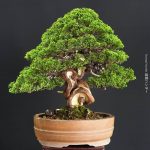 บอนไซ ID1014: Shimpaku Itoigawa