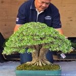 บอนไซ ID1015: โมก