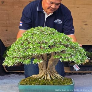 บอนไซ ID1015: โมก