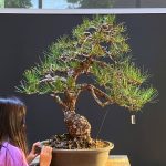 บอนไซ ID1016: Black Pine