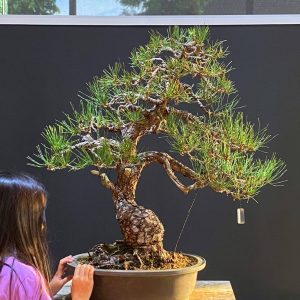 บอนไซ ID1016: Black Pine