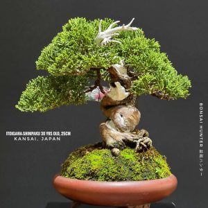 บอนไซ ID1023: Itoigawa shimpaku with Bigei pot