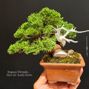 บอนไซ ID1019: Shimpaku Itoigawa (total height 21cm)