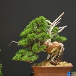 บอนไซ ID1020: Shimpaku Itoigawa (total height 30cm)