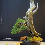 บอนไซ ID1017: Shimpaku Itoigawa