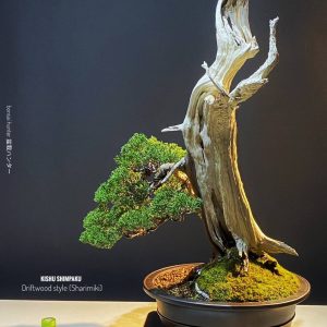 บอนไซ ID1017: Shimpaku Itoigawa