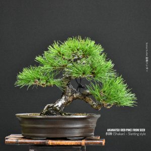 บอนไซ ID1018: สน Japanese Red Pine