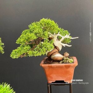 บอนไซ ID1019: Shimpaku Itoigawa