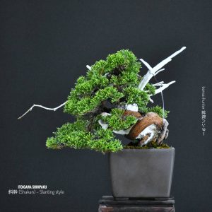 บอนไซ ID1020: Shimpaku Itoigawa