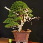 บอนไซ ID1021: kishu Shimpaku