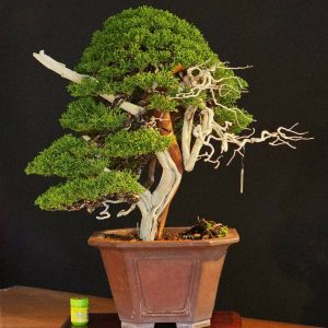 บอนไซ ID1021: kishu Shimpaku