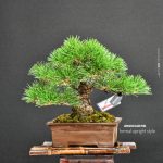 บอนไซ ID1022: Black Pine