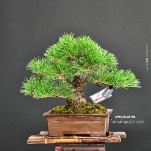 บอนไซ ID1022: Black Pine