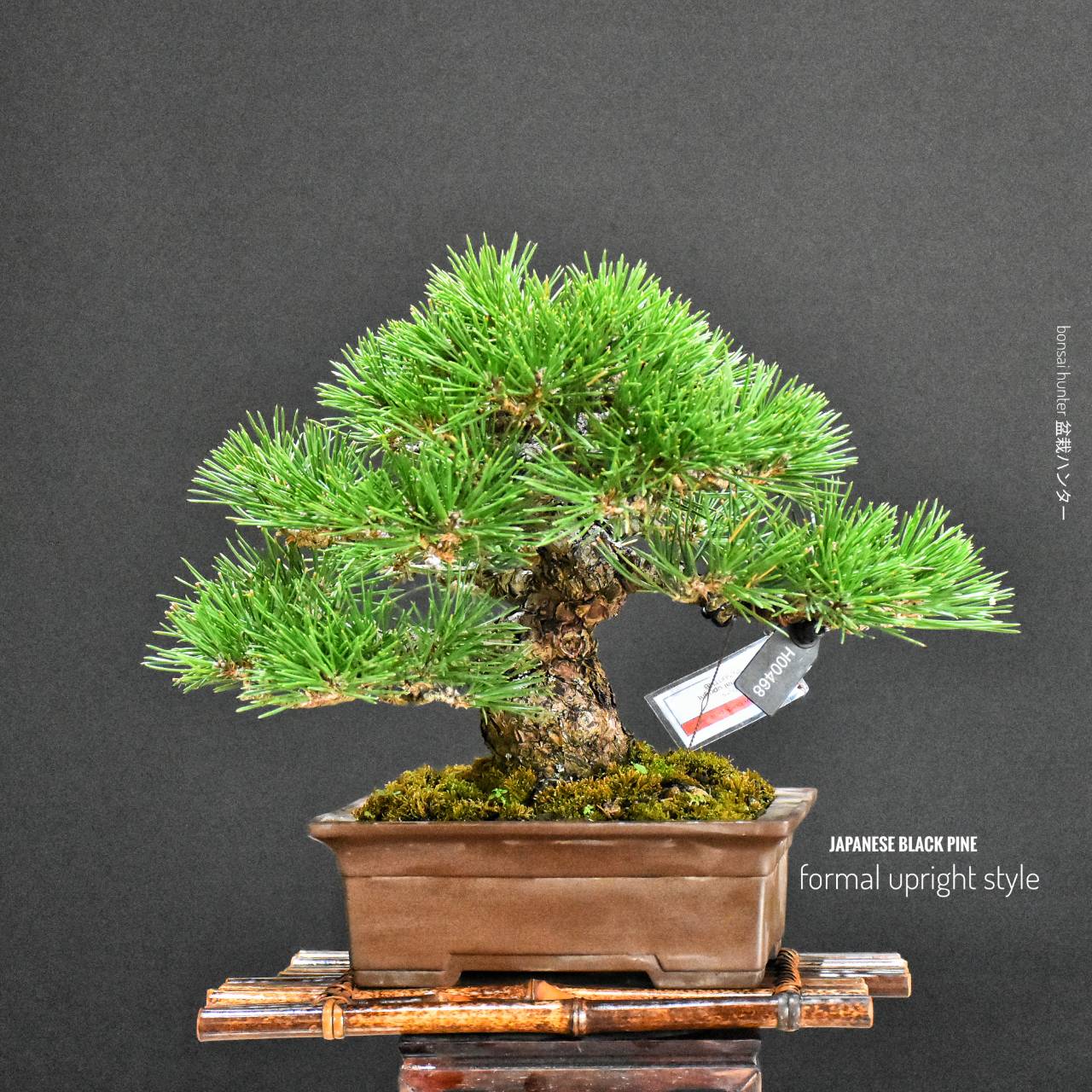 บอนไซ ID1021: Black Pine