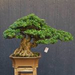 บอนไซ ID1024: LIHN SAM