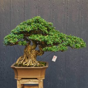 บอนไซ ID1024: LIHN SAM