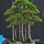 บอนไซ ID1025: Kishu Shimpaku